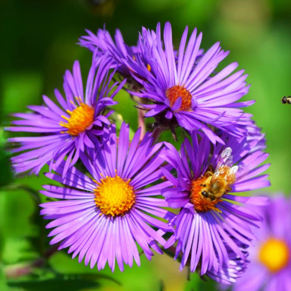 Tahoka Daisy Seeds | Purple Prairie Tansy Leaf Aster Wildflower Seed | 2025 Quality Heirloom Seed