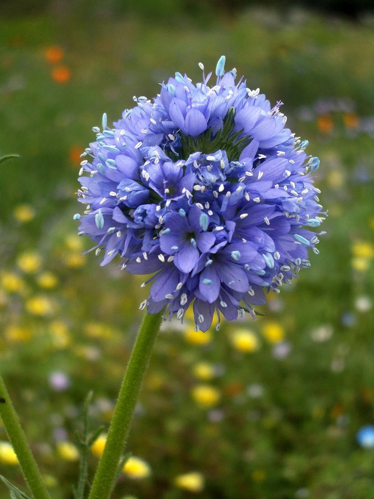Globe Gilia Seeds - California Native Wildflower Seeds for Pollinators - Gilia capitata