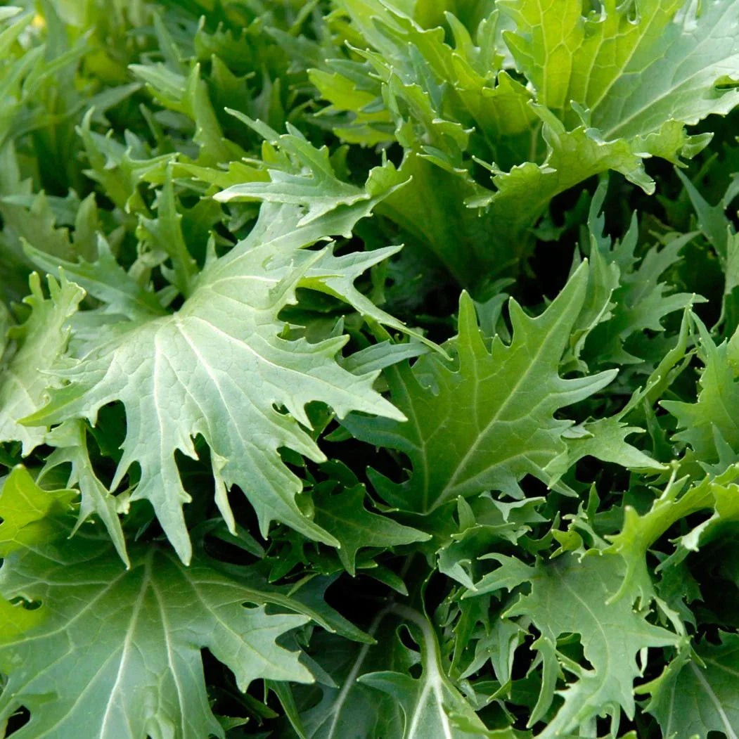 Mizuna Mustard Greens Seeds - Japanese Salad Lettuce - Asian Variety for 2025 Planting - USA Grown