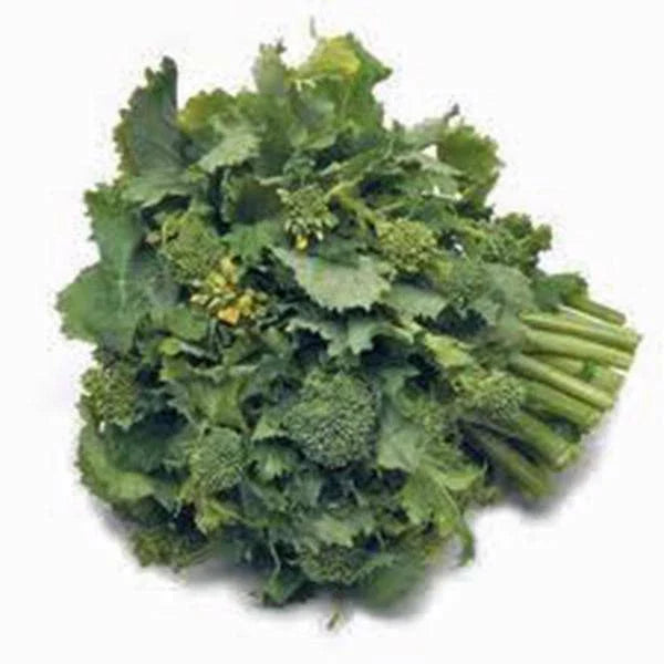 Broccoli Raab Seeds, 50+ Heirloom Seeds, Rapini Variety, Delicious Culinary Delight, Brassica rapa subsp. ruvo