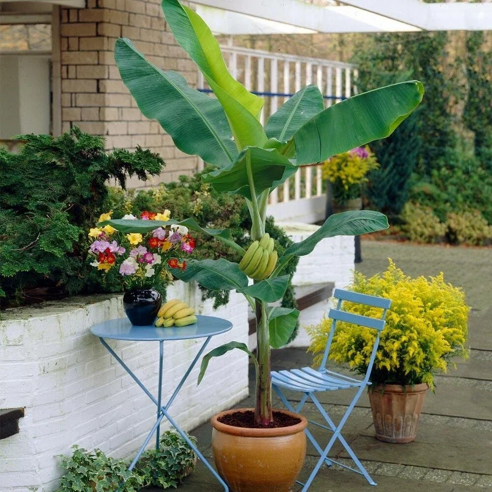 Organic Banana Plant - Live Starter in 2.5x3.5 Inch Pot - Gran Nain Variety - Musa spp. - Perfect for Container Gardening