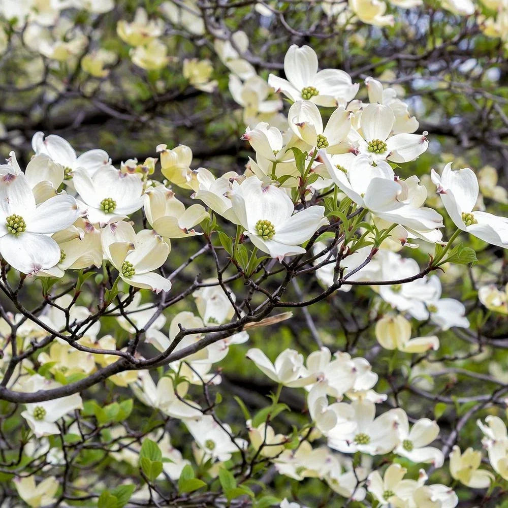 American White Dogwood Tree Cuttings - 12 Scions for Grafting and Propagation - Cornus florida