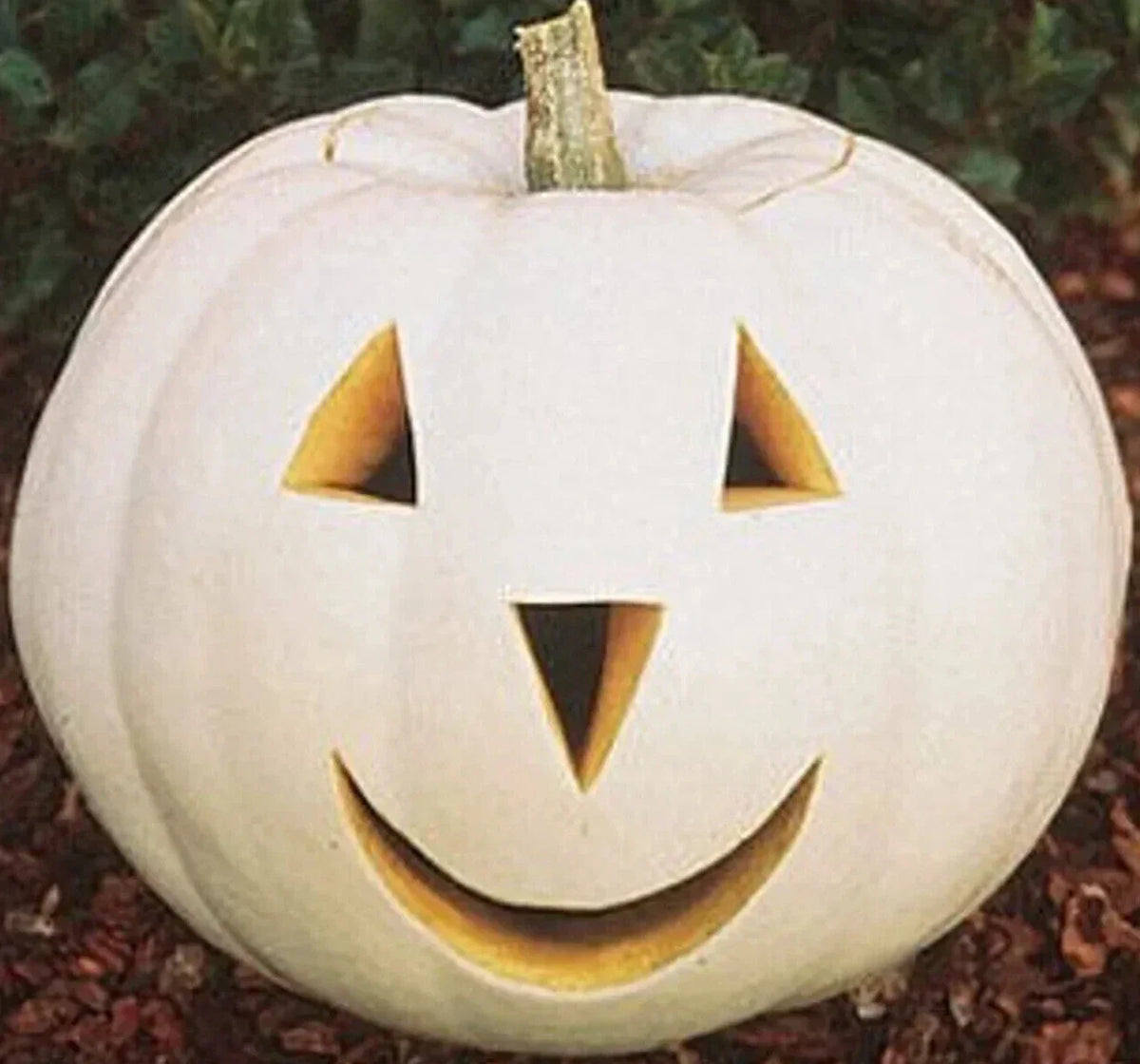 Casper Pumpkin Seeds - 12+ White Cucurbita pepo Seeds for Halloween Garden