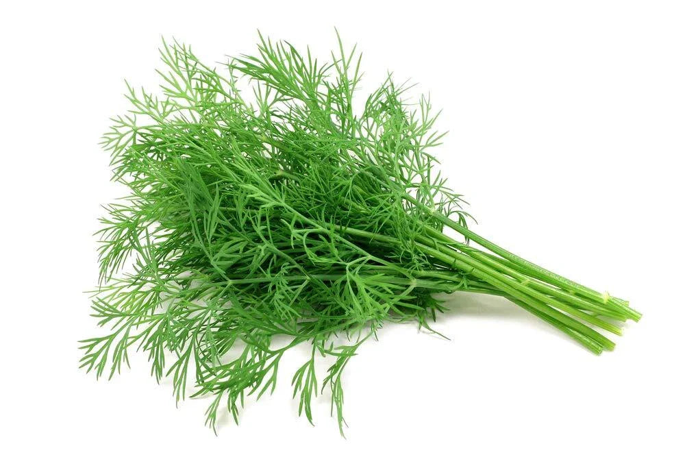 Dill Seeds 200+ Count | Fragrant Culinary Herb | Anethum graveolens