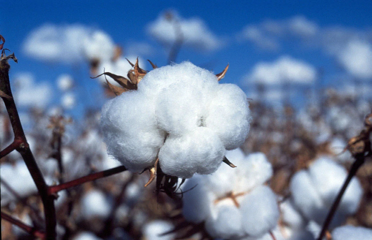 White Cotton Seeds - 38 Non-GMO Gossypium Seeds - USA Seller, Best Price, Organic Gardening