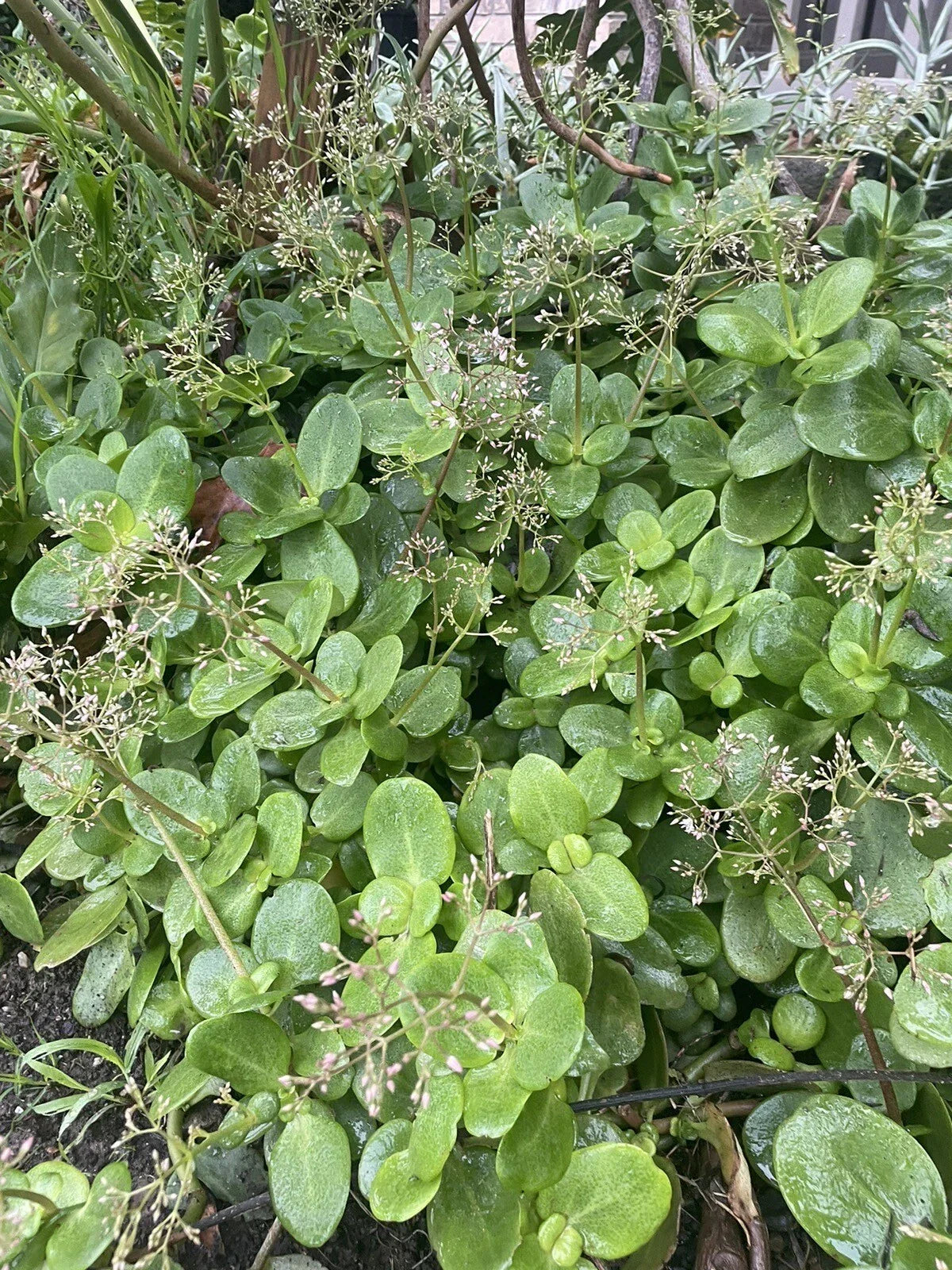 Fairy Crassula Cuttings - 3-Inch Succulent Crassula Multicava - Easy Care Indoor Plant for Beginners