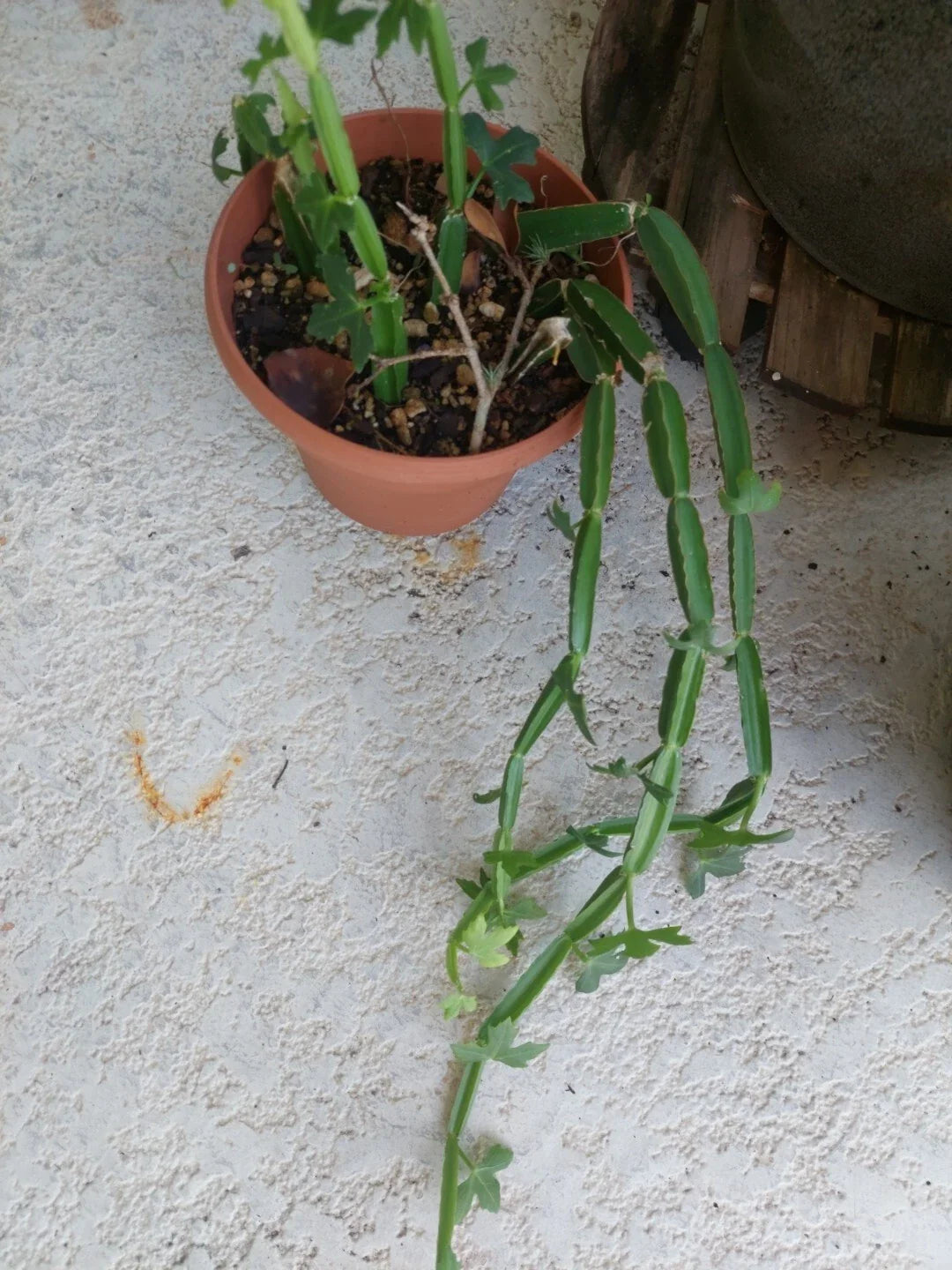 Cissus quadrangularis Vine Climber Plant - Rare Exotic Succulent - Rooted Square Format