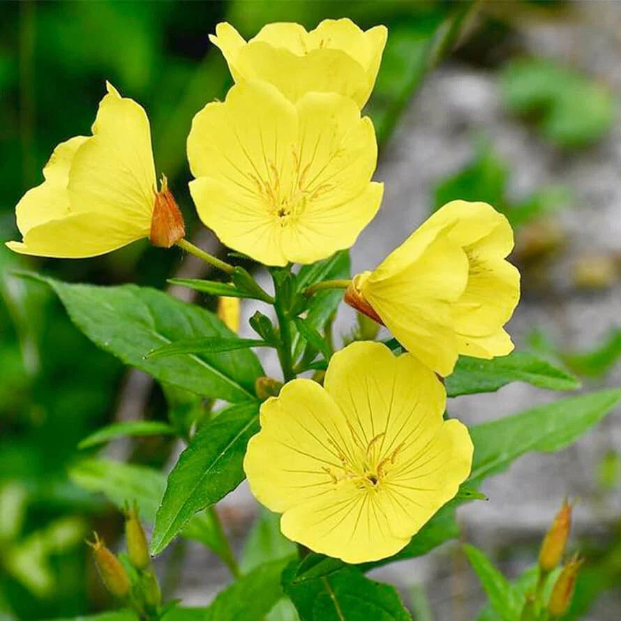 Yellow Evening Primrose Seeds | Non-GMO Flower Seeds | Oenothera biennis | Garden Planting Supplies