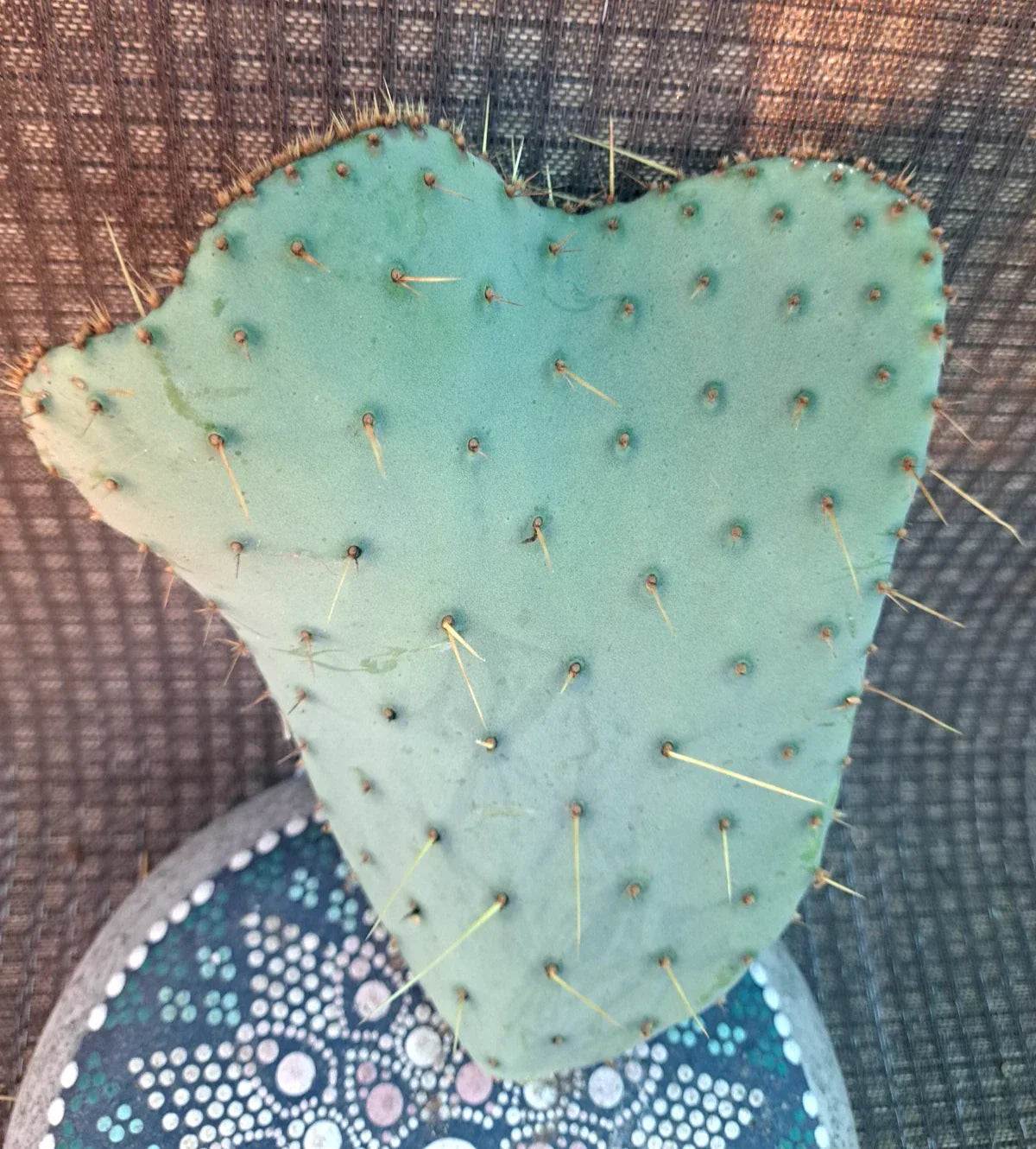 Opuntia Engelmannii var Lindheimeri Cristata Cactus Cutting 7x5 Unique Crested Succulent Plant