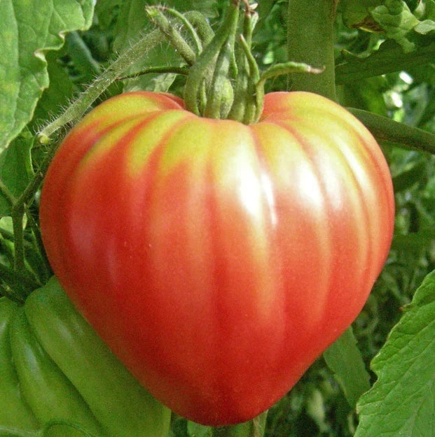 Heirloom Tomato Seeds - OXHEART Pink Sauce - Non-GMO, Indeterminate Variety, Perfect for Canning & Cooking, 50 Seeds, Solanum lycopersicum
