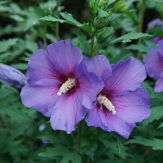 Rose of Sharon Live Plants 10"-18" Foliage, Bare Root, Hibiscus syriacus, Hardy Flowering Shrub, Colorful Blooms