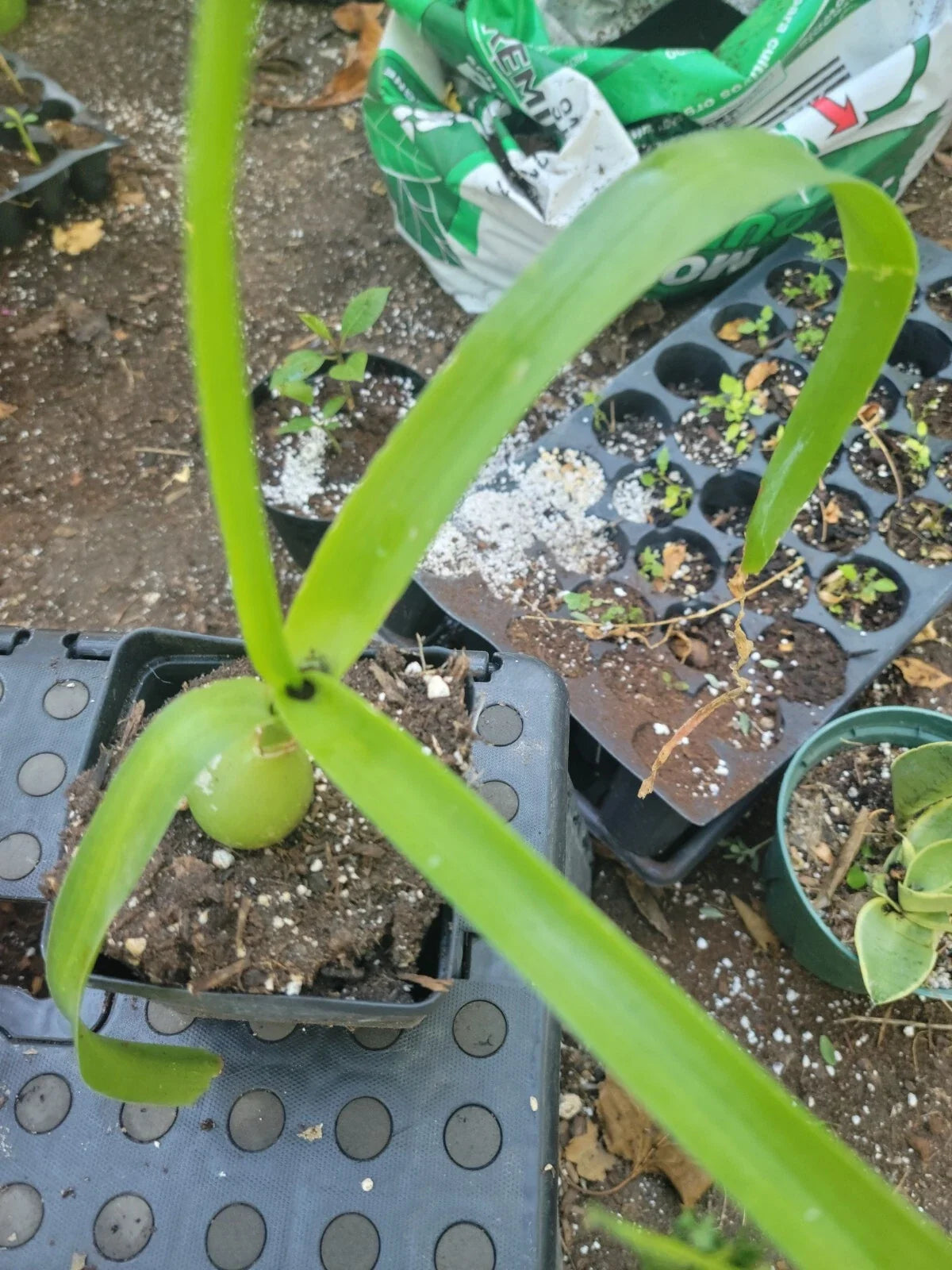 Pregnant Onion Plant - Allium Fistulosum - Exotic Indoor Herb - Prosperity Symbol