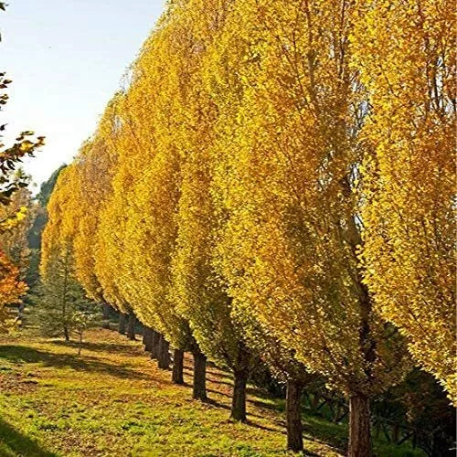 Lombardy Poplar Trees Live Cuttings - 2 Pack Fast-Growing Privacy Trees