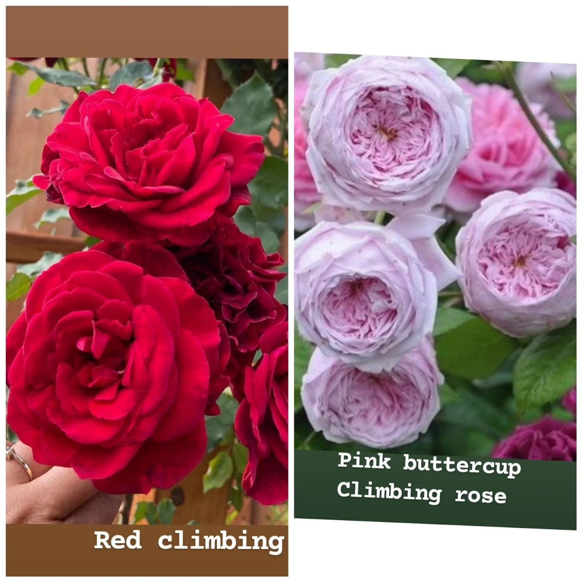 Rose Cuttings Mix - Unrooted Fresh 5-8" Long Rosa spp. for Propagation, Garden or Indoor Planting