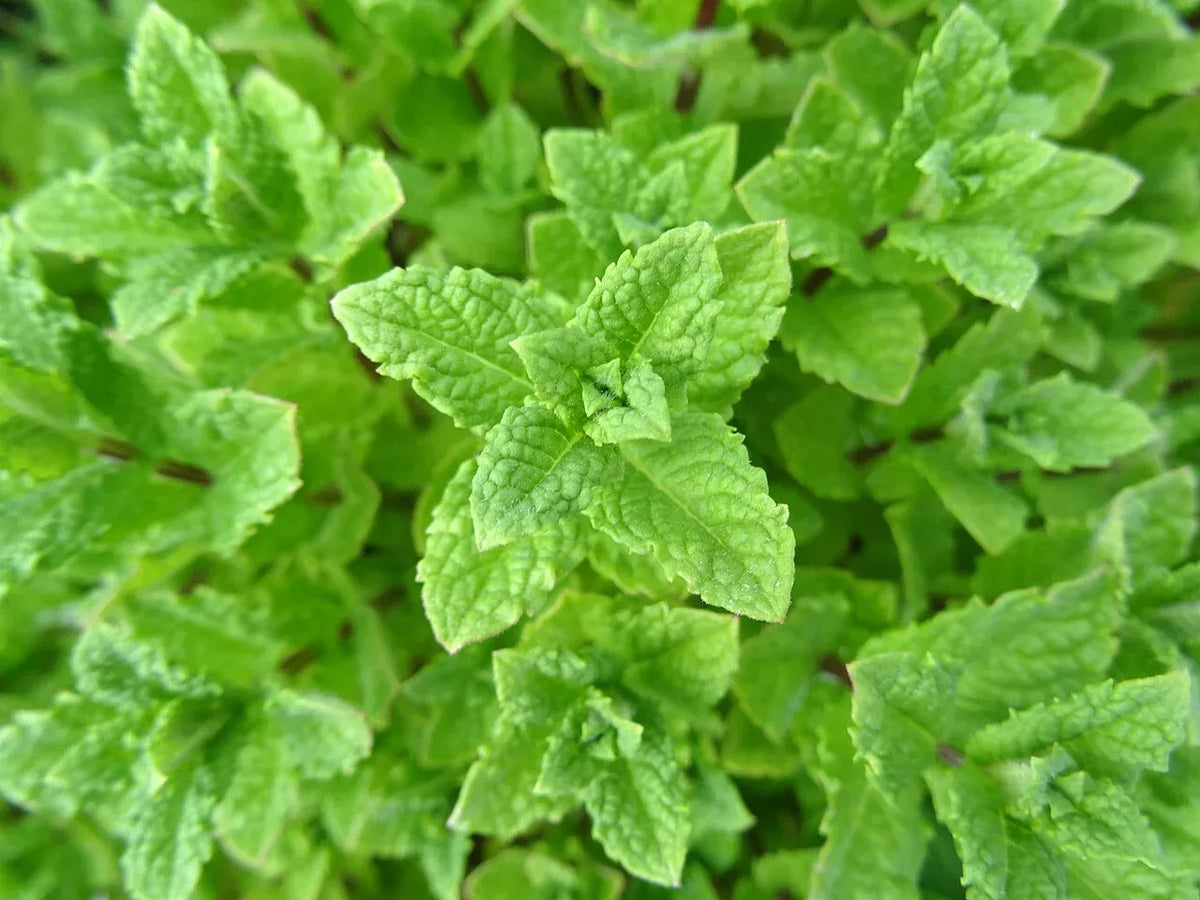 Peppermint Seeds 500 Non-GMO Mentha × piperita Organic Herb Gardening for Culinary & Tea