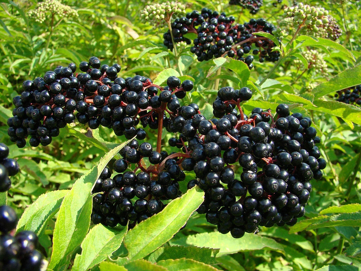 American Elderberry Live Rooted Starter Plant | Sambucus canadensis | Zones 4-9 | Edible Berries, Medicinal Benefits