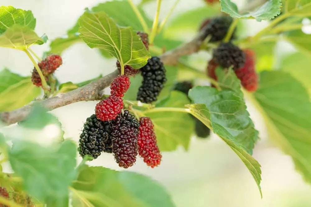 Fruit Seeds for Planting - 100 Pack Assorted Heirloom Varieties - Organic Gardening Seeds