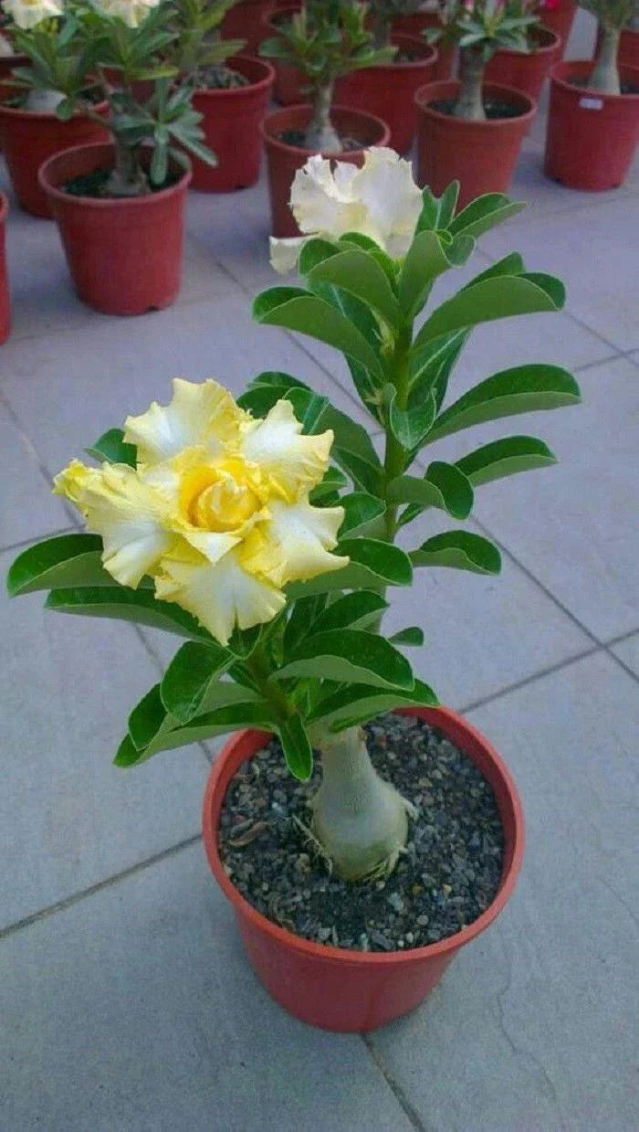 Rare Yellow White Desert Rose Seeds - Adenium Obesum - 4 Perennial Flower Seeds - US Seller