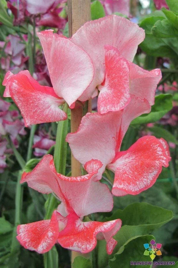 Tutti Frutti Sweet Pea Seeds - 50+ Pack | Lathyrus odoratus Garden Seeds USA