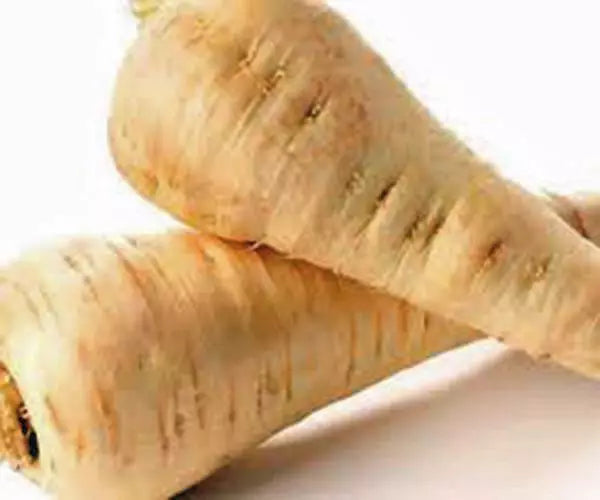 Heirloom Parsnip Seeds, All American Variety, Non-GMO, 100 Seeds, Pastinaca sativa