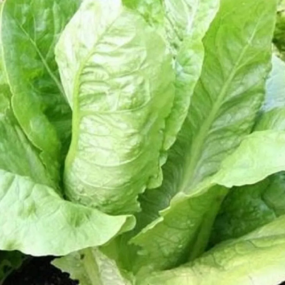 Parris Island Romaine Lettuce Seeds | Non-GMO Heirloom Garden Seeds | Lactuca sativa | Crisp, Dark Green, Full Sun