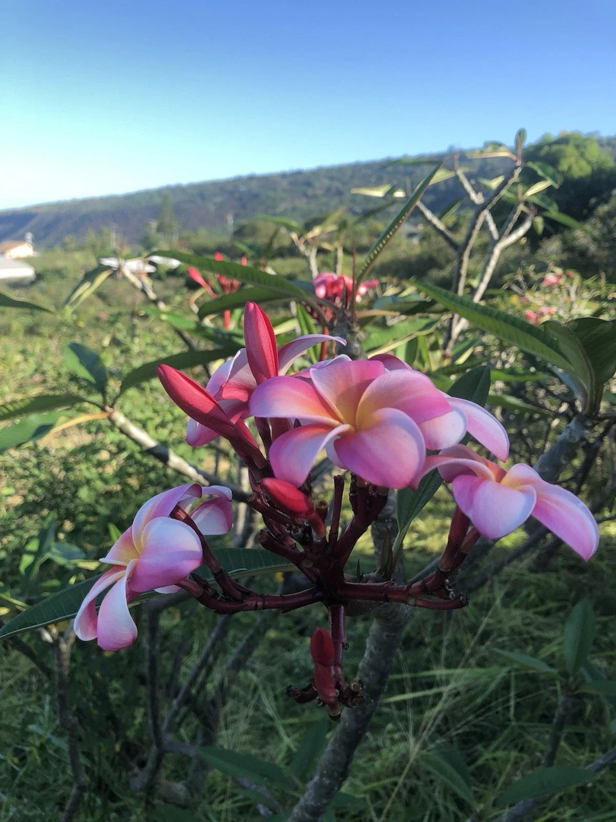 Pink Plumeria Cutting 10-inch Rooted Frangipani Plant (Hawaiian Grown) - Ideal for Gardens or Indoors