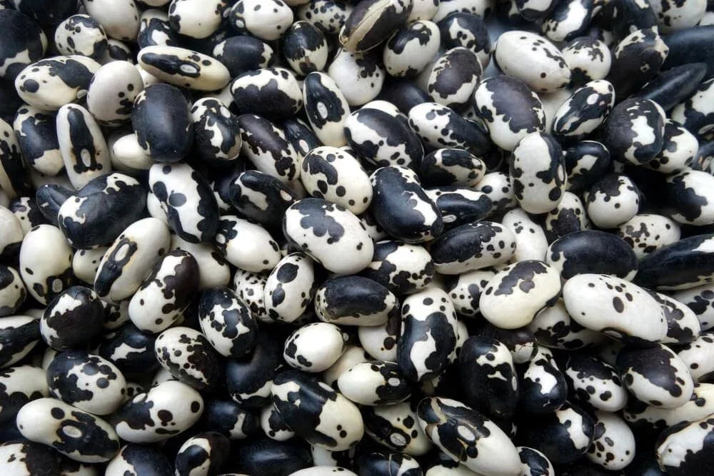 Calypso Bean Seeds - 20 Easy to Grow Phaseolus vulgaris Seeds