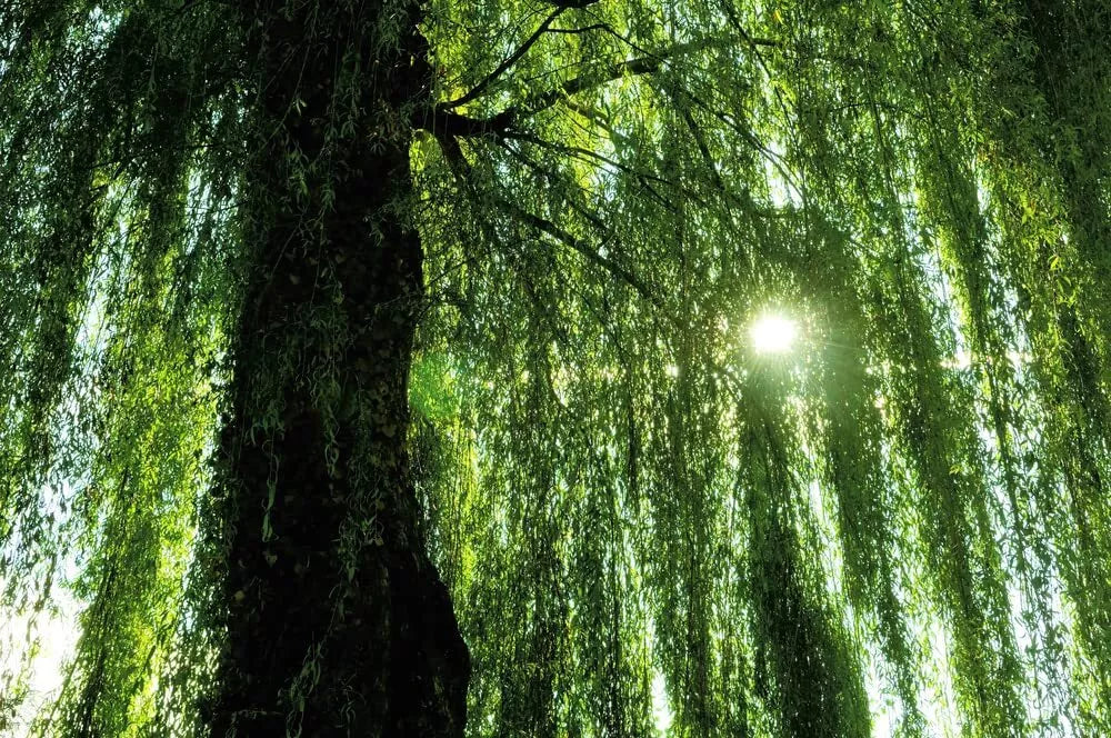 Weeping Willow Tree - Fast Growing Live Plant - Salix babylonica