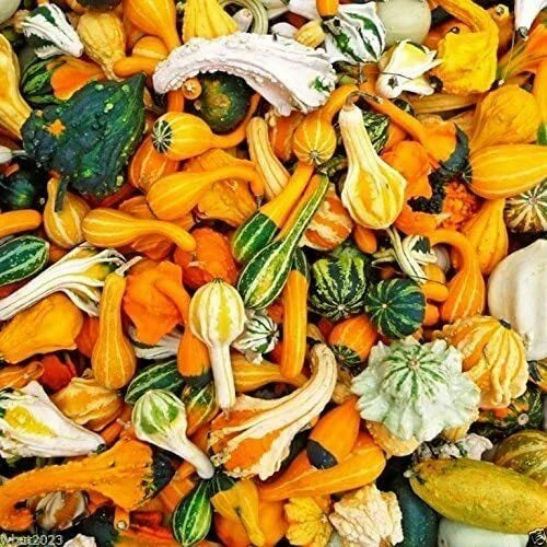 Small Gourd Mix Seeds - 50+ Varieties for Fall Decor | Cucurbita pepo