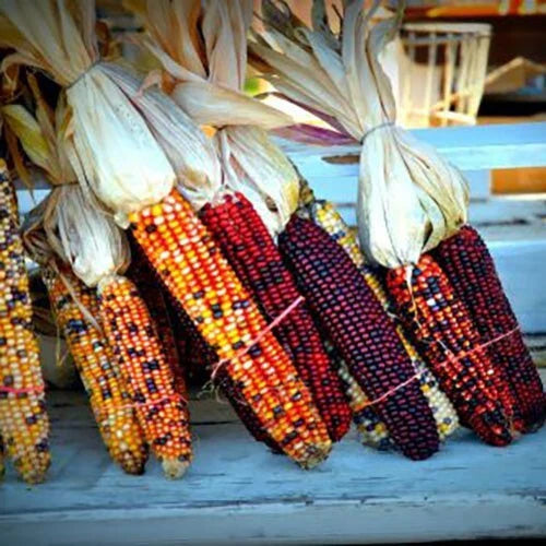 Indian Corn Seeds - Heirloom Non-GMO - 60+ Fresh Seeds - Zea Mays Everta