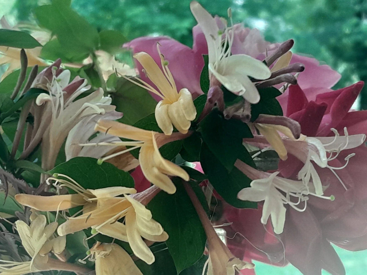 Antique Pink Honeysuckle Vine Live Plant - Wild Fragrant Bare Root - Lonicera japonica - 12"