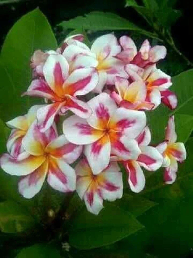 Plumeria Seeds - 5 Pink Yellow White Hawaiian Flower Plants - Perennial Bloom (Plumeria spp.)