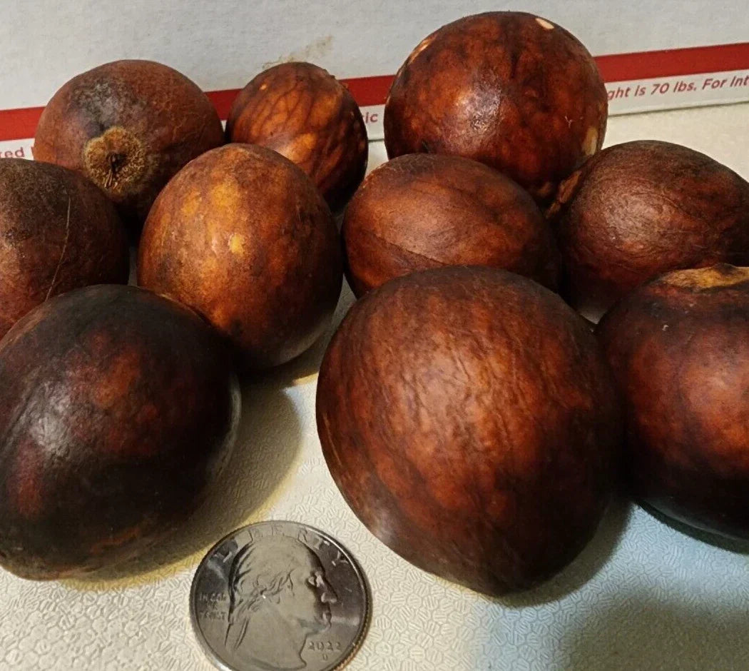 Lula Avocado Fruit Tree Seeds - 2 Seeds - Persea Americana - High Yield Home Garden Variety