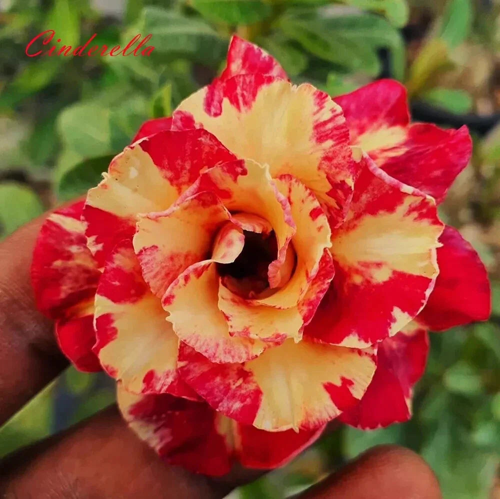 Desert Rose Adenium Obesum Small Rooted Seedling Plant - Cinderella Variety, 4-6 Inches, Ideal for Indoor & Outdoor Gardens