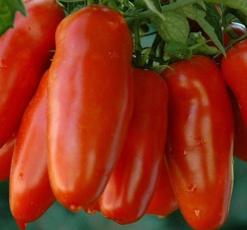 San Marzano Tomato Seeds - Heirloom Variety for Sauce & Salad - Solanum lycopersicum - 100+ Seeds