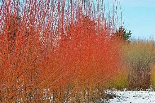 Flame Willow Trees - 4 Pack - Vibrant Orange and Red Bark - Salix purpurea