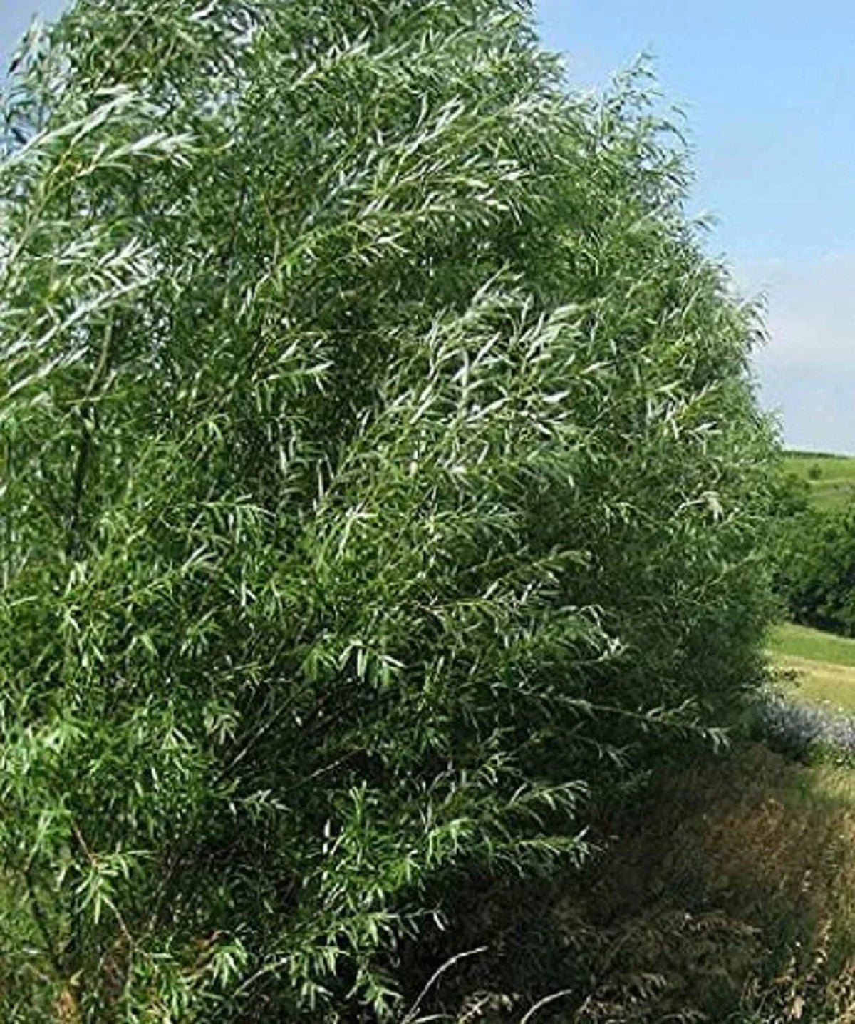 Austree Hybrid Willow Trees - 100 Pack Fast Growing Shade & Privacy Trees