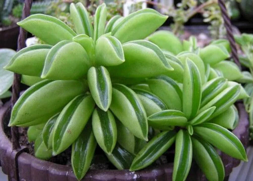 Peperomia Dolabriformis Plant - 2-Inch Indoor Houseplant - Rare Prayer Plant with Colorful Foliage