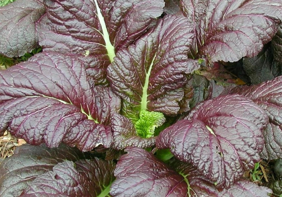 Mustard Seeds Seed Packet 500+ Giant Red Heat Tolerant Brassica juncea for Garden Greens