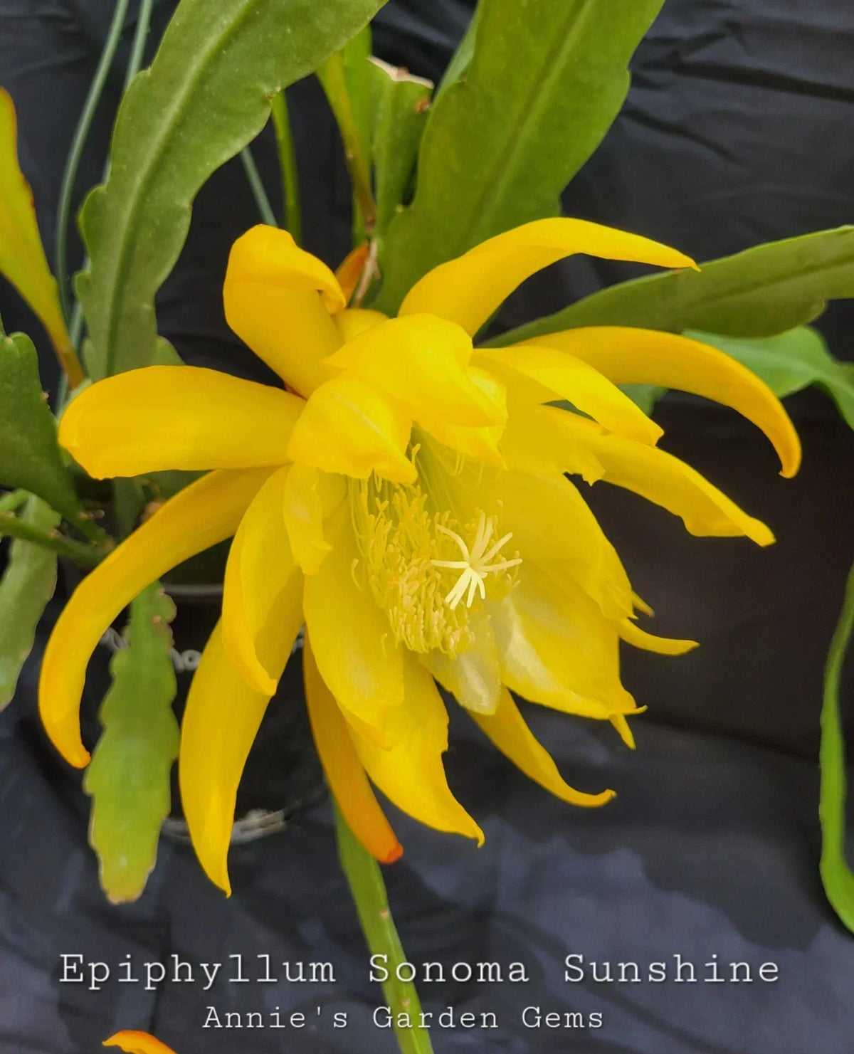 Epiphyllum Sonoma Sunshine Cuttings - 8-10 Inch Unrooted Succulent