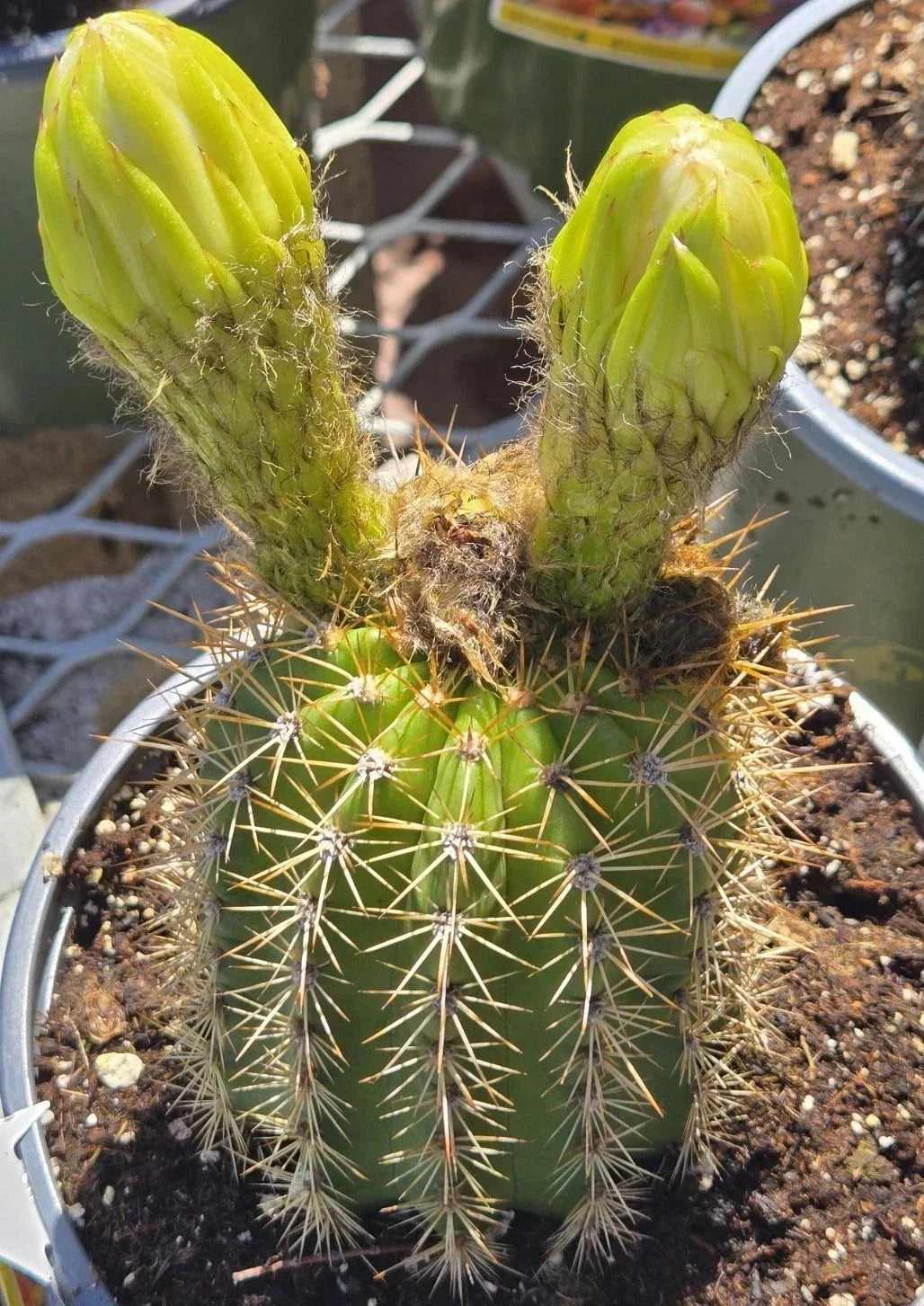 Echinopsis Golden Torch Cactus Seeds - 30 Pack - High Germination Rate