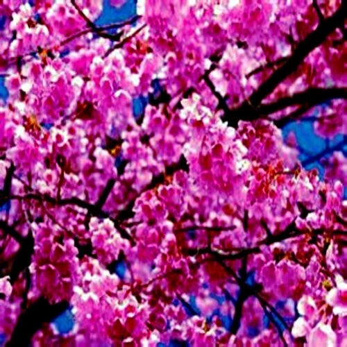Japanese Sakura Cherry Blossom Tree Seeds – Prunus sargentii – Pink Spring Blooms – Garden & Landscape Plant