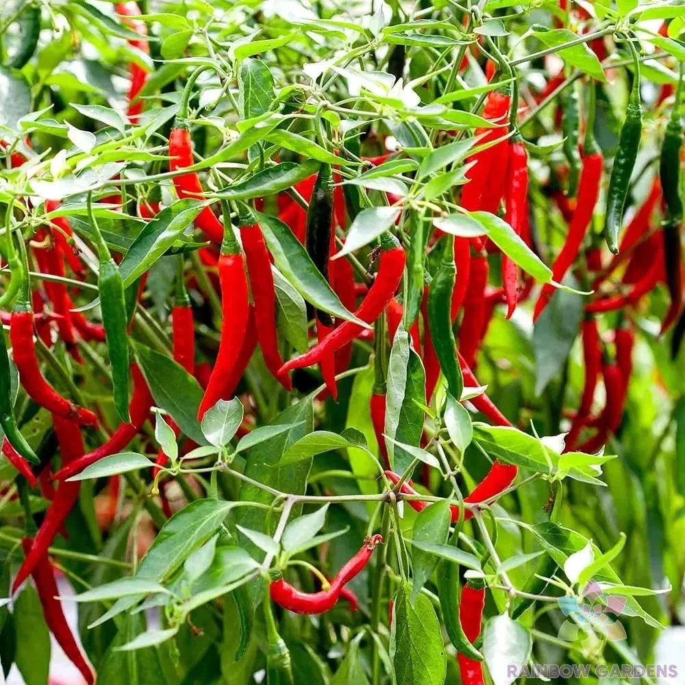 Skyline Red Hot Pepper Seeds - 25+ Count - Capsicum annuum - Ideal for Garden Planting - USA