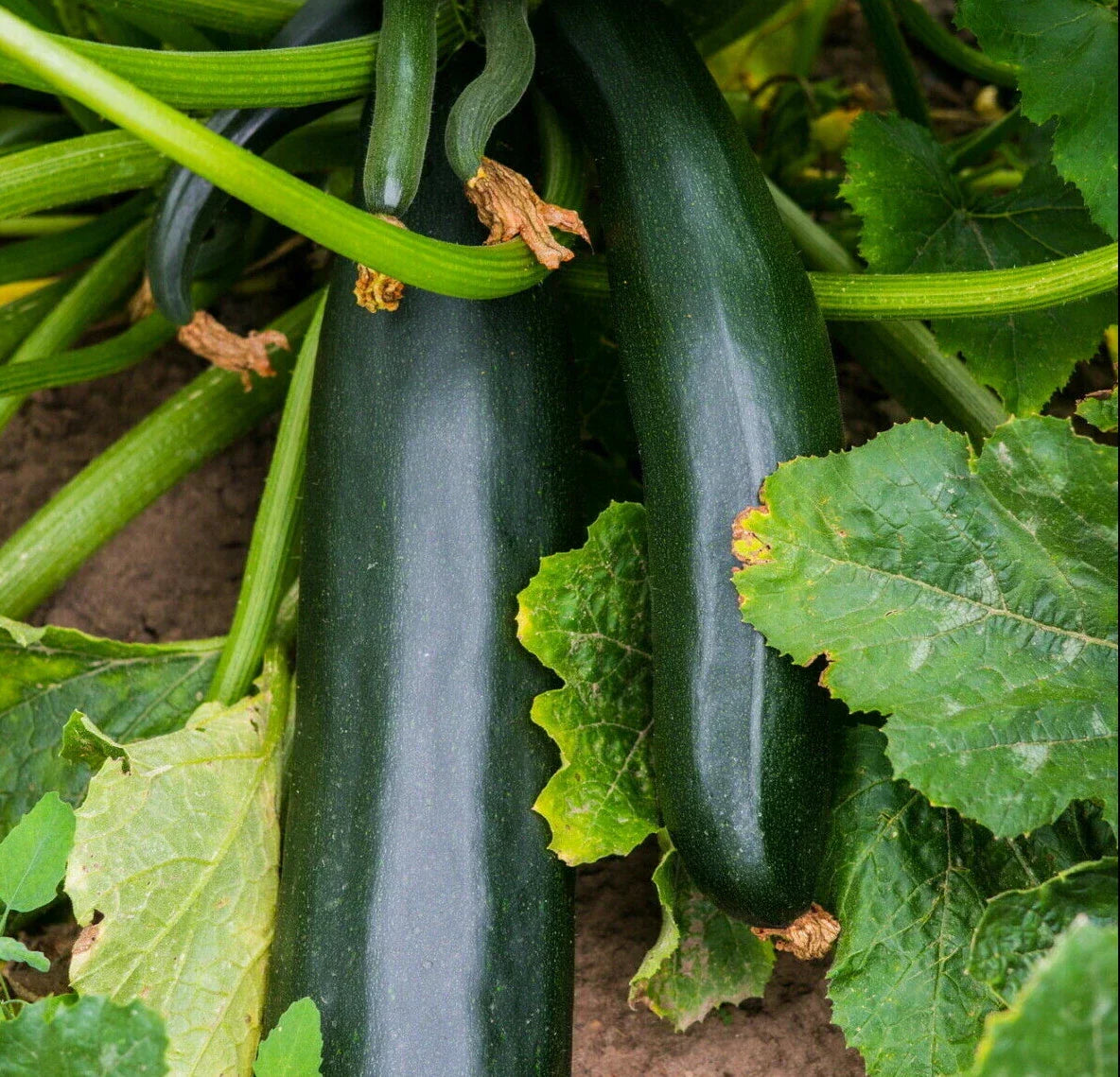 Black Beauty Zucchini Seeds | Bush Dark Green Courgette | Cucurbita pepo | Fresh 2025