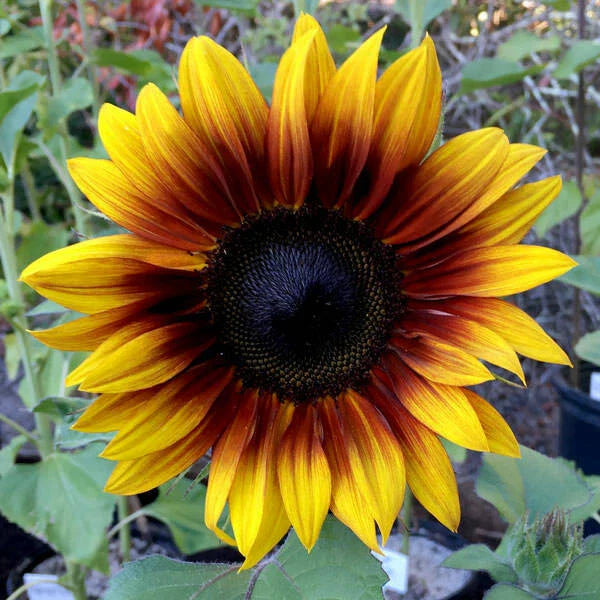 Firecracker Sunflower Seeds - 25 Perennial Flower Seeds - Bright Yellow Blooms - Helianthus - Garden Planting Seeds