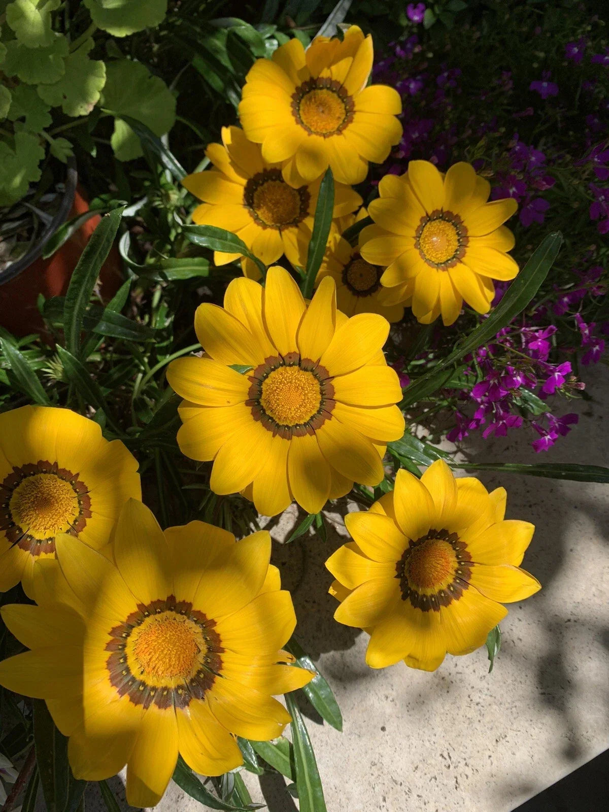 Gazania Rigens Plant - Starter with Vibrant Yellow Flowers - Hardy Perennial Ground Cover