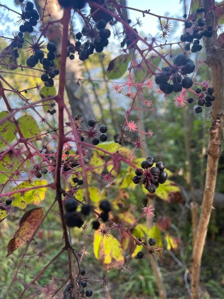 Aralia Spinosa Seeds - Devil's Walking Stick - Berry Producing Plant Seeds