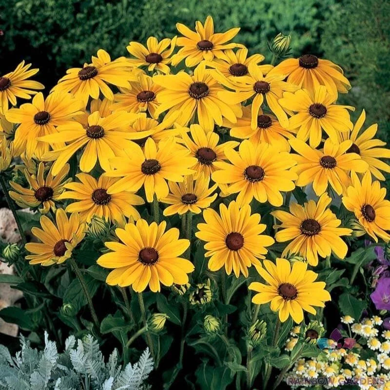 Indian Summer Rudbeckia Seeds - 200+ Pack - Black-Eyed Susan - Rudbeckia hirta - USA Grown, Free Shipping