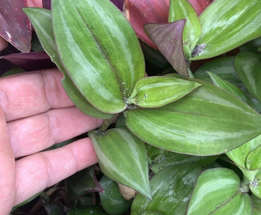 Wandering Jew Plant Cuttings - 20 Fresh Green Cuttings, Tradescantia for Easy Propagation