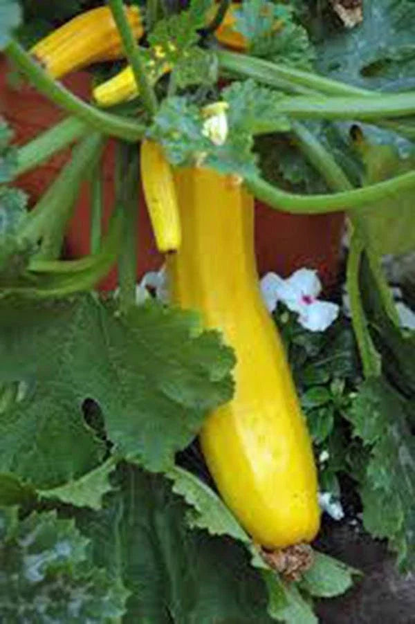 Squash Seeds - 100 Heirloom Early Prolific Straight Neck Squash Seeds - Cucurbita pepo